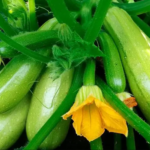 7 consigli per la coltivazione delle zucchine!