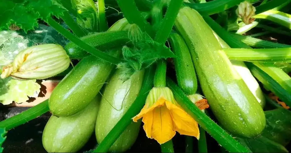 7 consigli per la coltivazione delle zucchine!