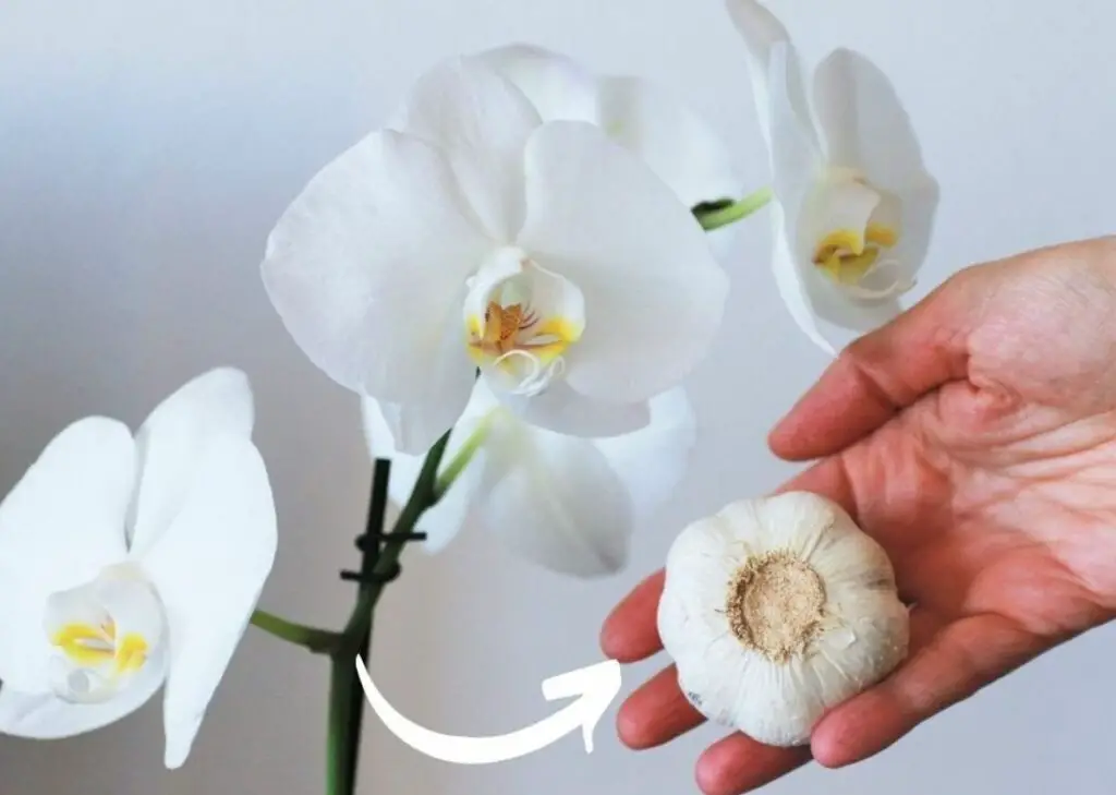 Perché vale la pena aggiungere il succo di limone alle orchidee?