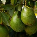 Come coltivare gli avocado passo dopo passo e facilmente