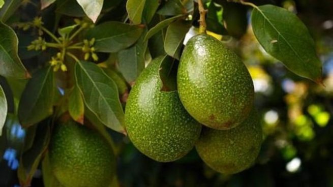 Come coltivare gli avocado passo dopo passo e facilmente