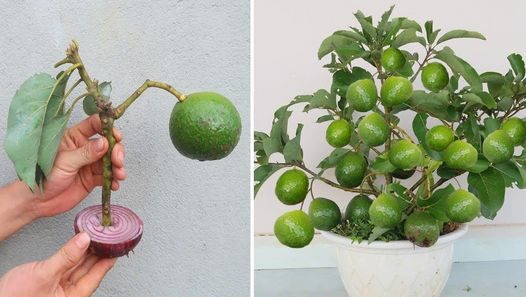 Passo dopo passo come piantare correttamente un albero di avocado