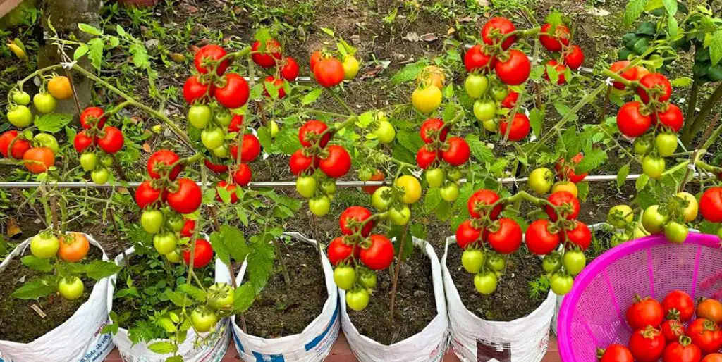 Una guida passo passo alla coltivazione dei pomodori in sacchetti