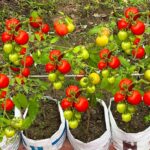 Una guida passo passo alla coltivazione dei pomodori in sacchetti