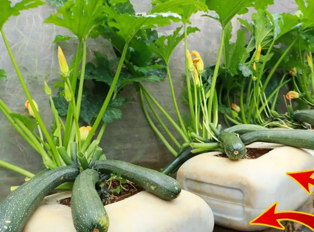 Coltivare le zucchine in contenitori a casa: una guida passo passo