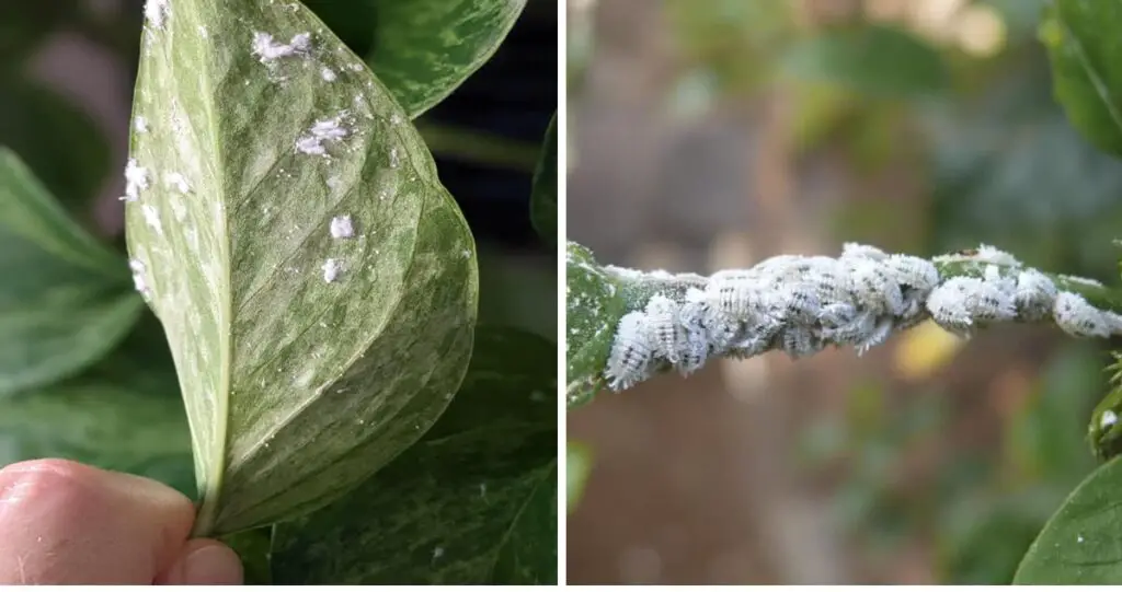 Elimina per sempre le cocciniglie dalle tue piante: 5 pesticidi naturali