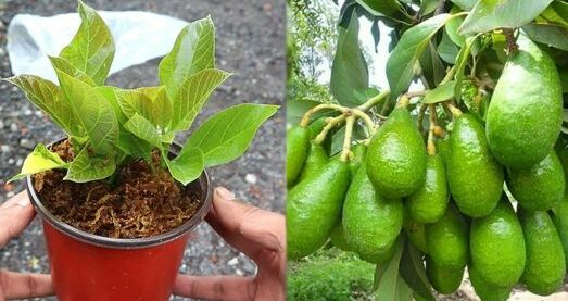 Come coltivare l’avocado in casa per avere una scorta infinita