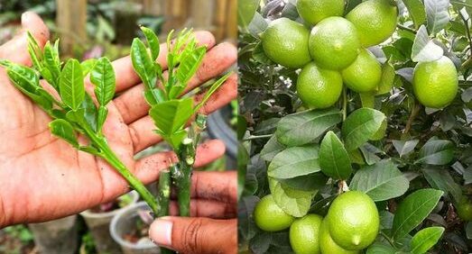 Impara come piantare un alberello di limone in una tazza