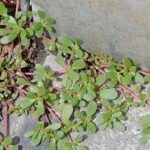 Portulaca in giardino: 8 motivi per non ucciderla!