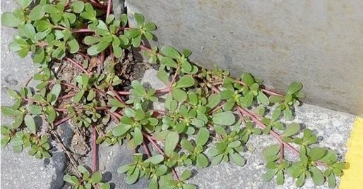 Portulaca in giardino: 8 motivi per non ucciderla!