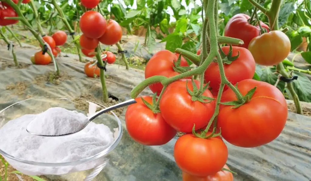 Il bicarbonato è il migliore amico del giardiniere: ecco 10 usi intelligenti in giardino