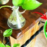 Come coltivare Pothos in vasi di vetro