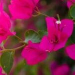 Bougainvillea: coltivare e moltiplicare questo arbusto colorato nel tuo giardino