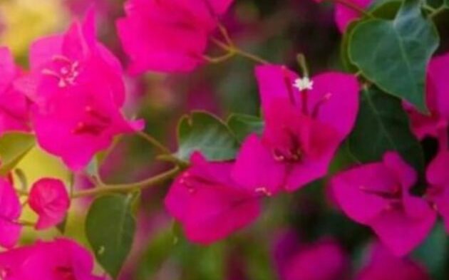 Bougainvillea: coltivare e moltiplicare questo arbusto colorato nel tuo giardino