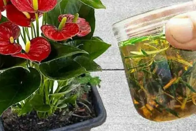 Basta gettare questo liquido nel vaso e avrai dei bellissimi fiori in casa e nel tuo giardino.