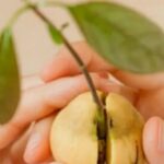 Come germinare noccioli o semi di frutta?