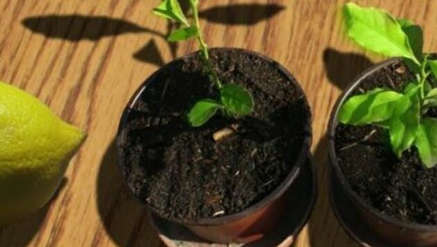 Coltiva un albero di limone da un seme a casa