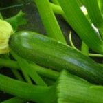 6 consigli utili per coltivare le piante di zucchine