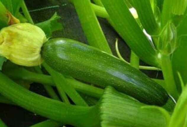 6 consigli utili per coltivare le piante di zucchine