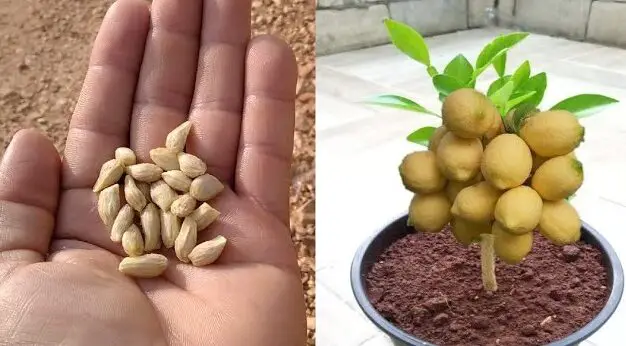 Come far crescere un albero di limone? 7 passi per crescere e darti tanti frutti