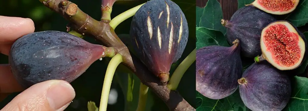 Come far crescere un albero di fico da una talea: Guida per principianti