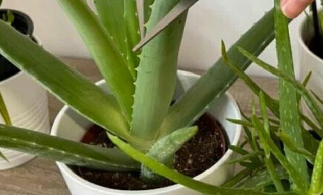 Aloe Vera, fai attenzione a non commettere mai questo errore: devi buttarla in 1 settimana