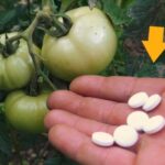 Huerto: si quieres tener tomates enormes, rojos y jugosos, dale esto a la planta