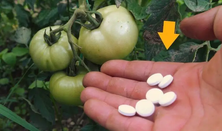 Huerto: si quieres tener tomates enormes, rojos y jugosos, dale esto a la planta