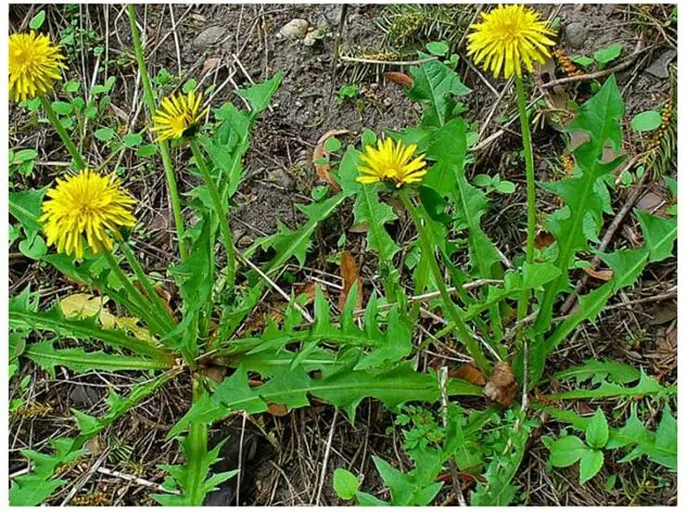 Tarassaco: cresce ovunque ed è una pianta dalle molteplici proprietà terapeutiche