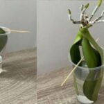 Orchidee come coltivarle in acqua senza radici: così si riprenderanno subito