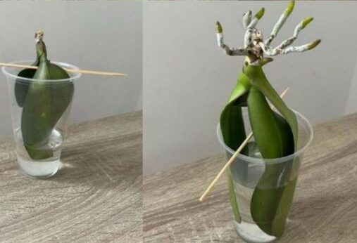 Orchidee come coltivarle in acqua senza radici: così si riprenderanno subito