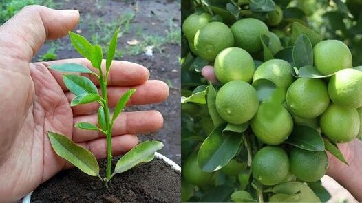 Come aumentare la crescita di un albero di limone? Suggerimenti