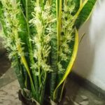 Come far fiorire la sansevieria in modo che profumi tutta la casa?