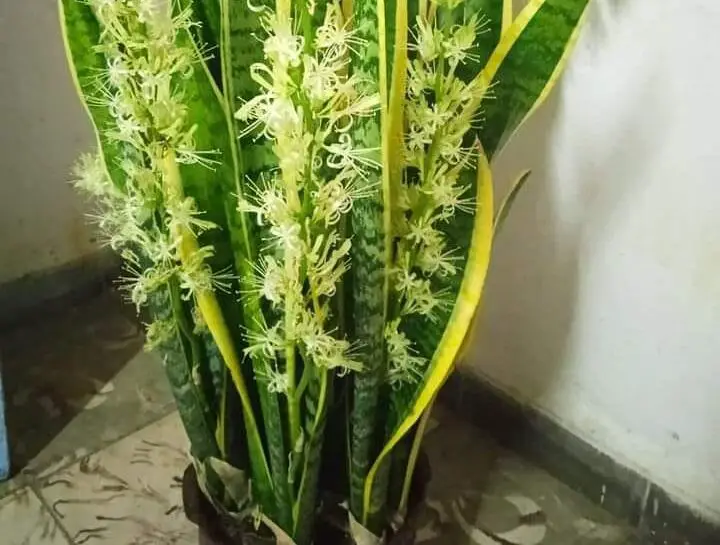 Come far fiorire la sansevieria in modo che profumi tutta la casa?