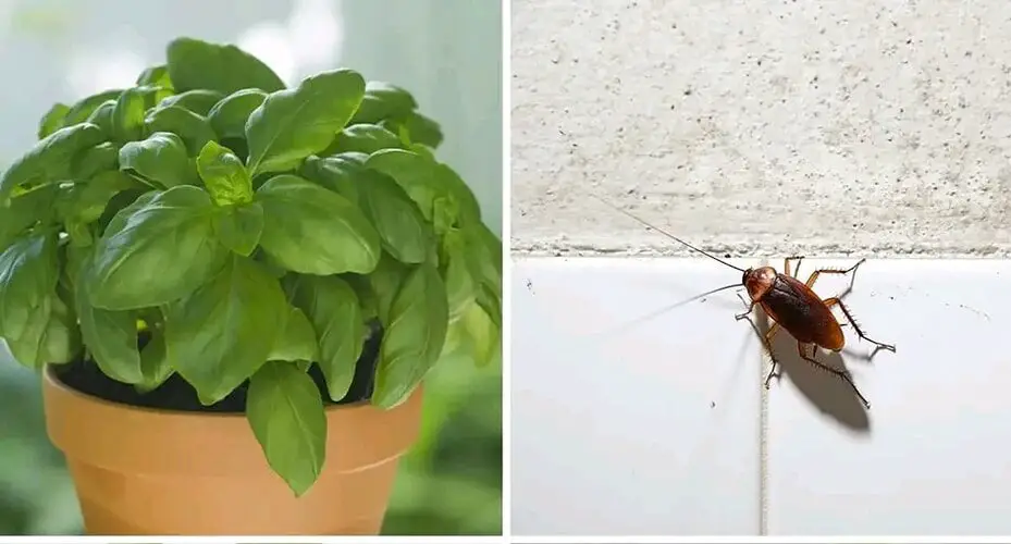 Piante che tengono lontane formiche, scarafaggi e mosche dalla tua casa