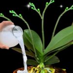 Fertilizzante per orchidee lievito: ecco una ricetta di fertilizzante naturale fatta in casa per orchidee che funziona bene