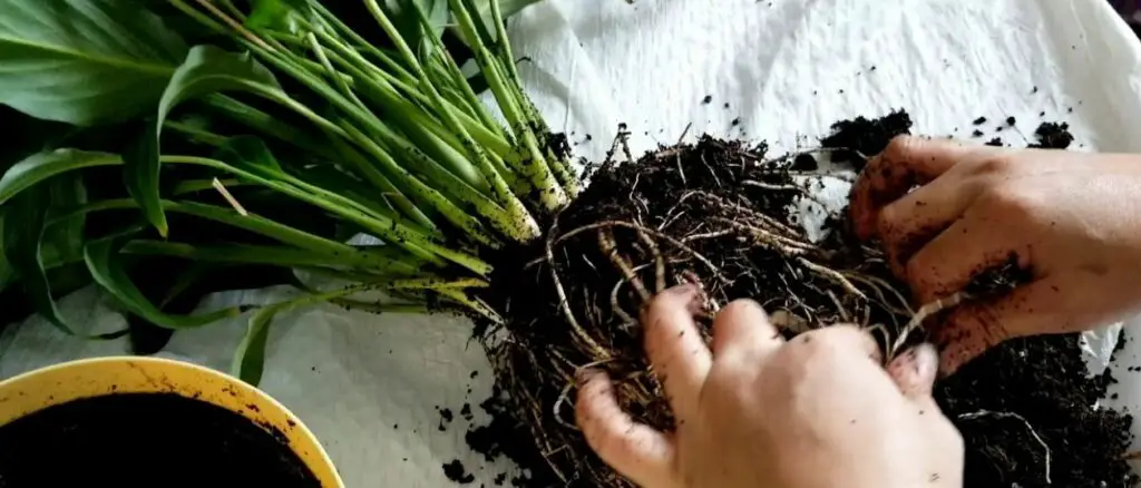 Aggiungi un cucchiaio all’acqua e innaffia il giglio della pace. Le nuove foglie appariranno rapidamente