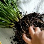 Aggiungi un cucchiaio all’acqua e innaffia il giglio della pace. Le nuove foglie appariranno rapidamente