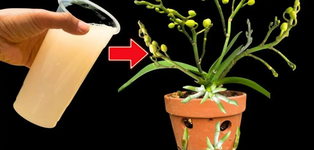 Un consiglio per avere due orchidee in una con un semplice segreto di giardinaggio