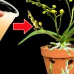 Un consiglio per avere due orchidee in una con un semplice segreto di giardinaggio