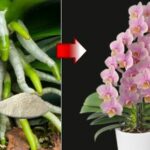 Come far sì che le vostre orchidee producano fiori abbondanti e forti: il trucco segreto dei fioristi