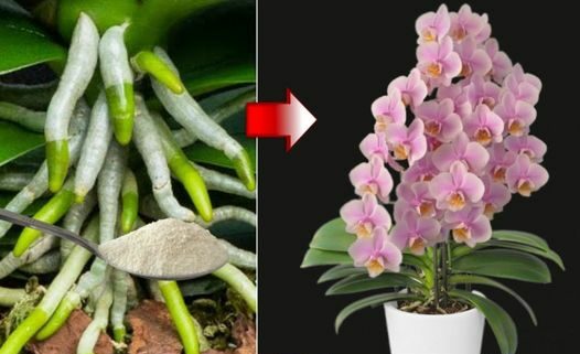 Come far sì che le vostre orchidee producano fiori abbondanti e forti: il trucco segreto dei fioristi