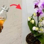 Tutti i consigli per avere orchidee sempre in fiore