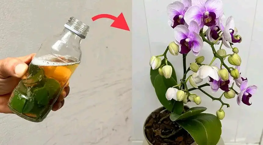 Tutti i consigli per avere orchidee sempre in fiore