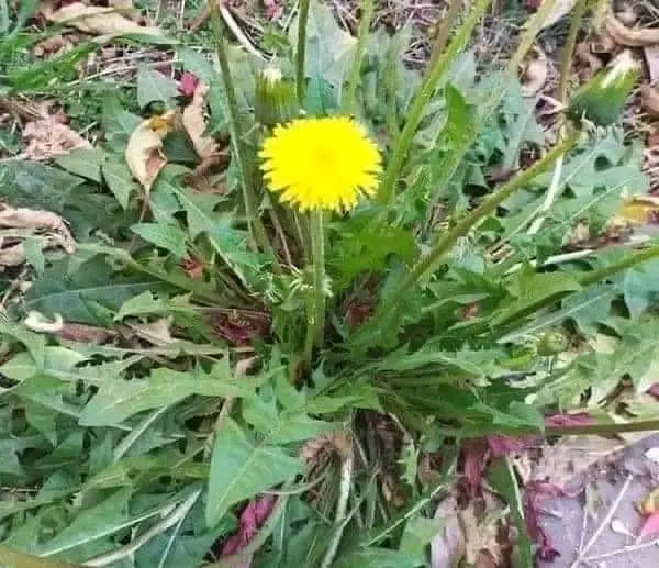 Tarassaco: cresce ovunque ed è una pianta dalle molteplici proprietà terapeutiche