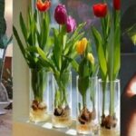 10 fiori e piante che si possono facilmente coltivare in un bicchiere d’acqua