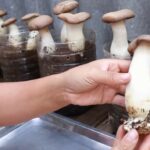 Coltivare i funghi in casa è facile con le bottiglie di plastica riciclate