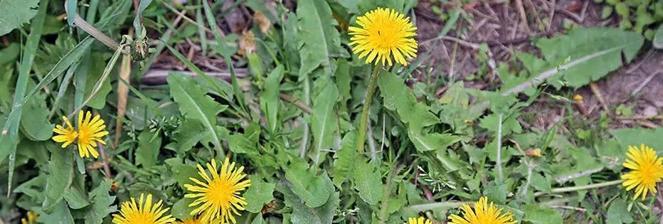 Tarassaco: cresce ovunque ed è una pianta con molte proprietà terapeutiche.