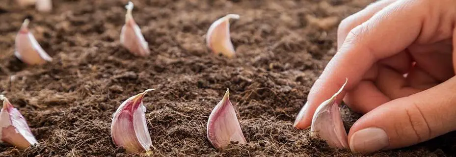 Come coltivare l’aglio in vaso per averne una scorta illimitata