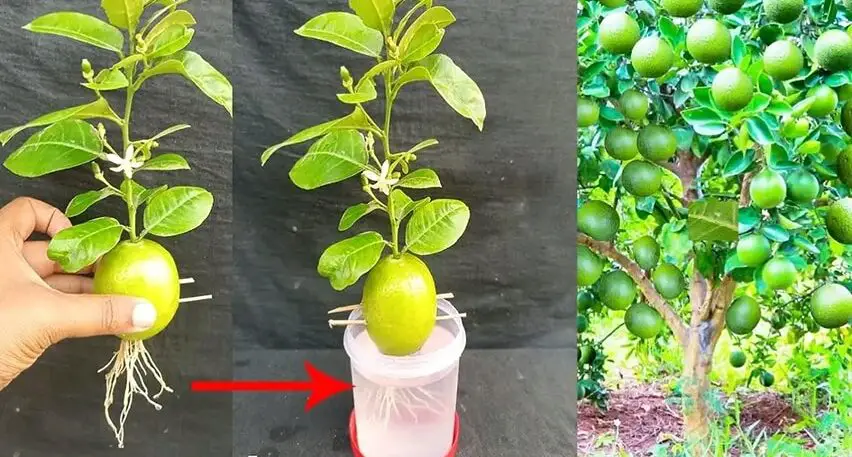 Come coltivare il proprio albero di limoni partendo dai semi